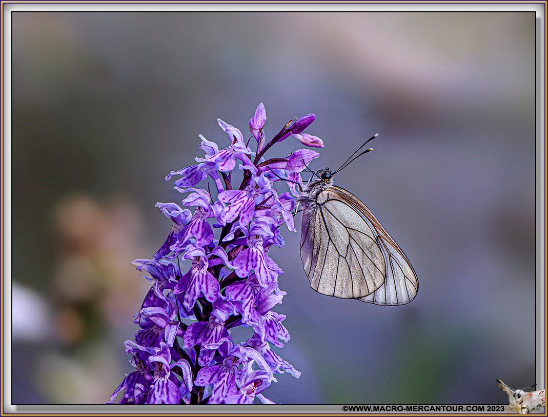 Gazé sur Orchis tacheté